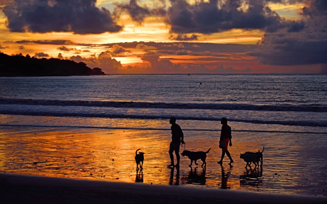 Transzfer szolgáltatásról – nyaralás jogsi és autó nélkül