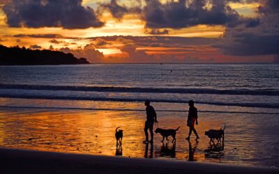 Transzfer szolgáltatásról – nyaralás jogsi és autó nélkül